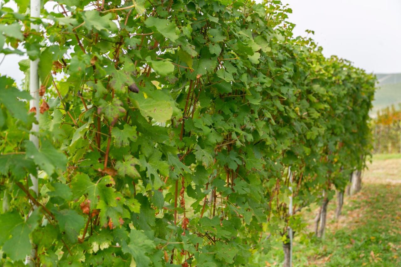 Ca Trifolera Barbaresco - Romantico Cascinale Con Antica Cantina Nel Cuore Delle Langhe - Degustazione Vini Nella Nostra Cantina Экстерьер фото