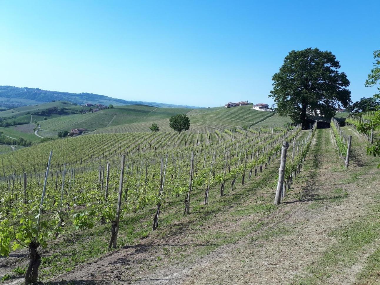 Ca Trifolera Barbaresco - Romantico Cascinale Con Antica Cantina Nel Cuore Delle Langhe - Degustazione Vini Nella Nostra Cantina Экстерьер фото