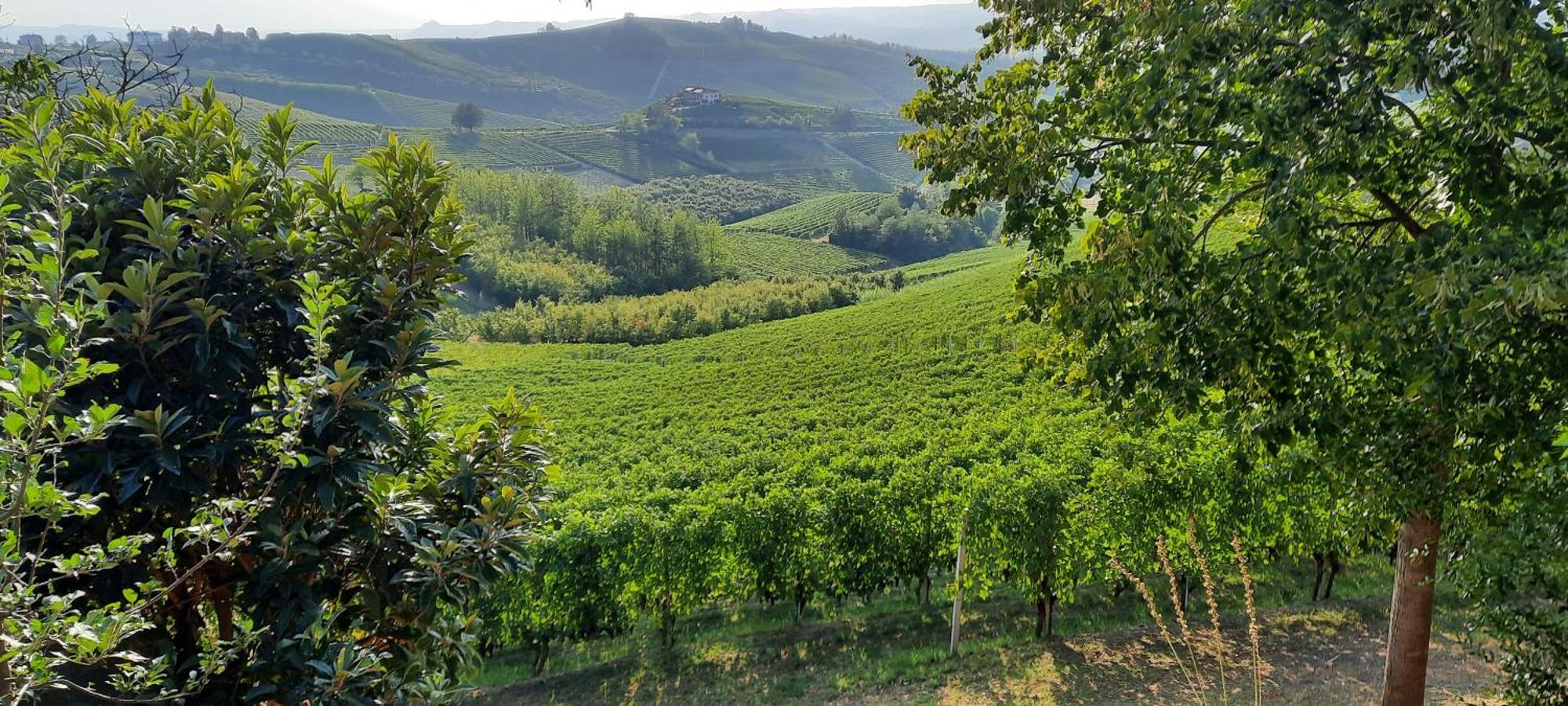 Ca Trifolera Barbaresco - Romantico Cascinale Con Antica Cantina Nel Cuore Delle Langhe - Degustazione Vini Nella Nostra Cantina Экстерьер фото